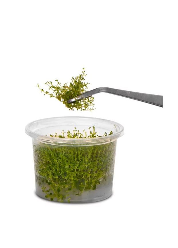 Пинцет прямой 38см Pflanzenpinzette Einfache Kruger Meier (322711734)