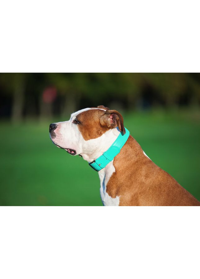 Нашийник для собак шкіряний Glamour з QR паспортом, без прикрас,, Ш 25 мм, Дов 38-49 см ментоловий WAUDOG (322001994)