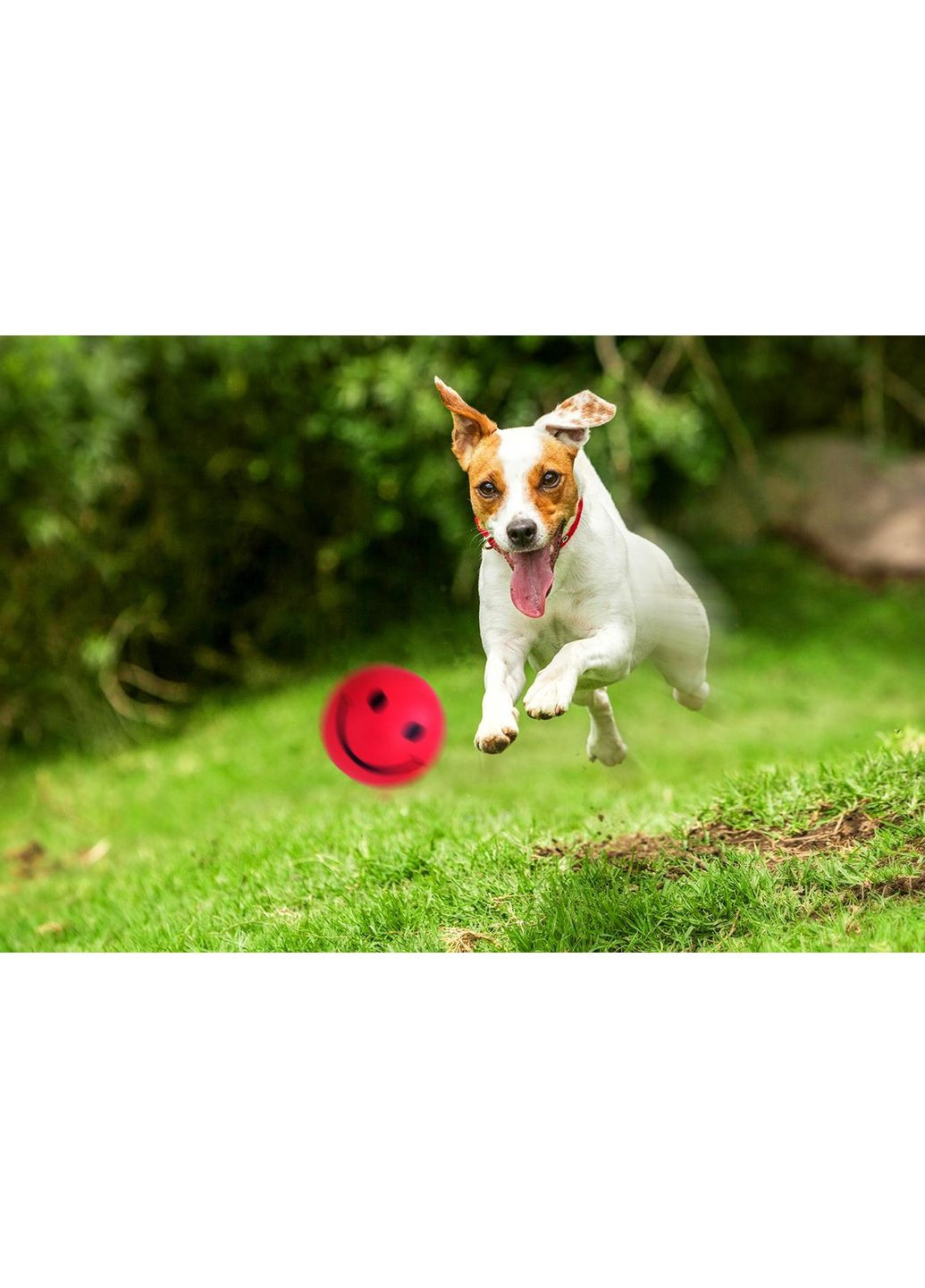 Игрушка для собак Z734 Мяч – смайлик Ø5,7см Happet (353688748)