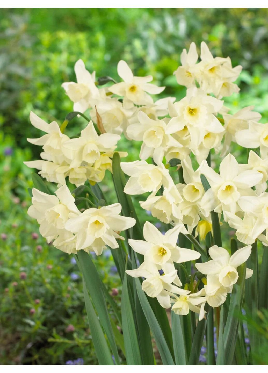 Нарцисс Starlight Sensation (2 шт.) в упаковке) No Brand (366017775)