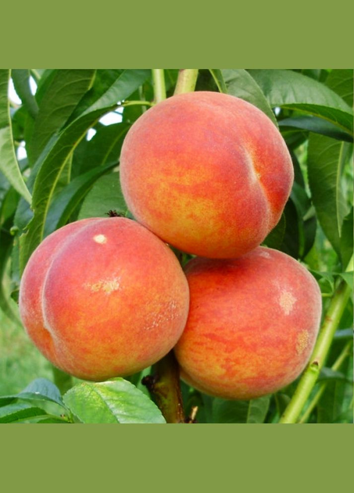 Саджанці персика Вайн Голд Т3 - 1-річний Садовий-Розмай (301220919)