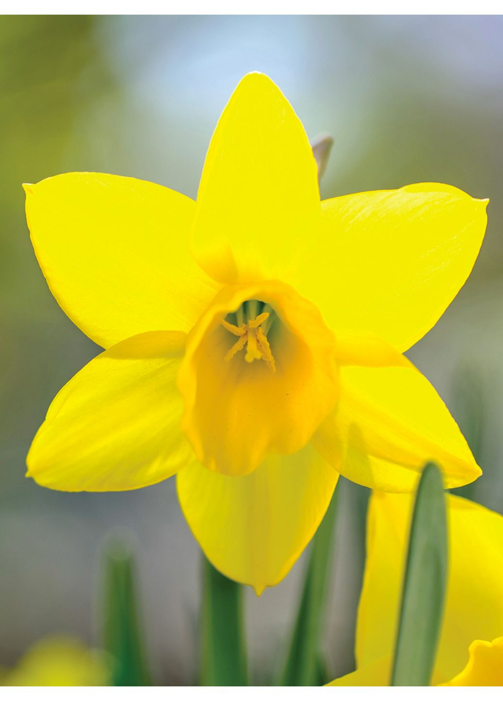 Нарцис Golden Carpet (2 шт. в упаковці) No Brand (365250844)