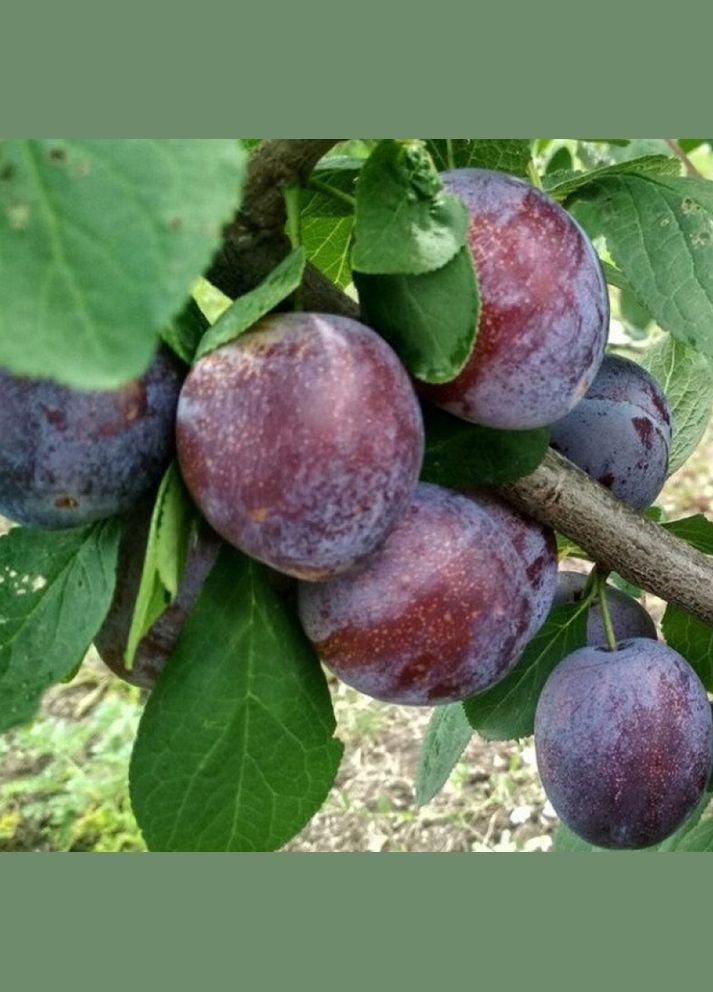 Саджанці сливи Кабардинка - 2-річний Садовий-Розмай (301219968)