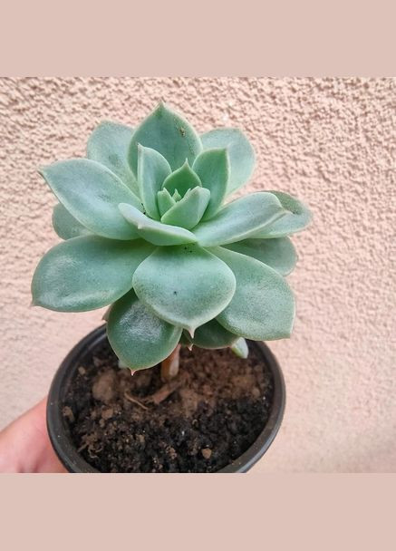 Cуккуленты Эониум для флорариума No Brand (322895536)