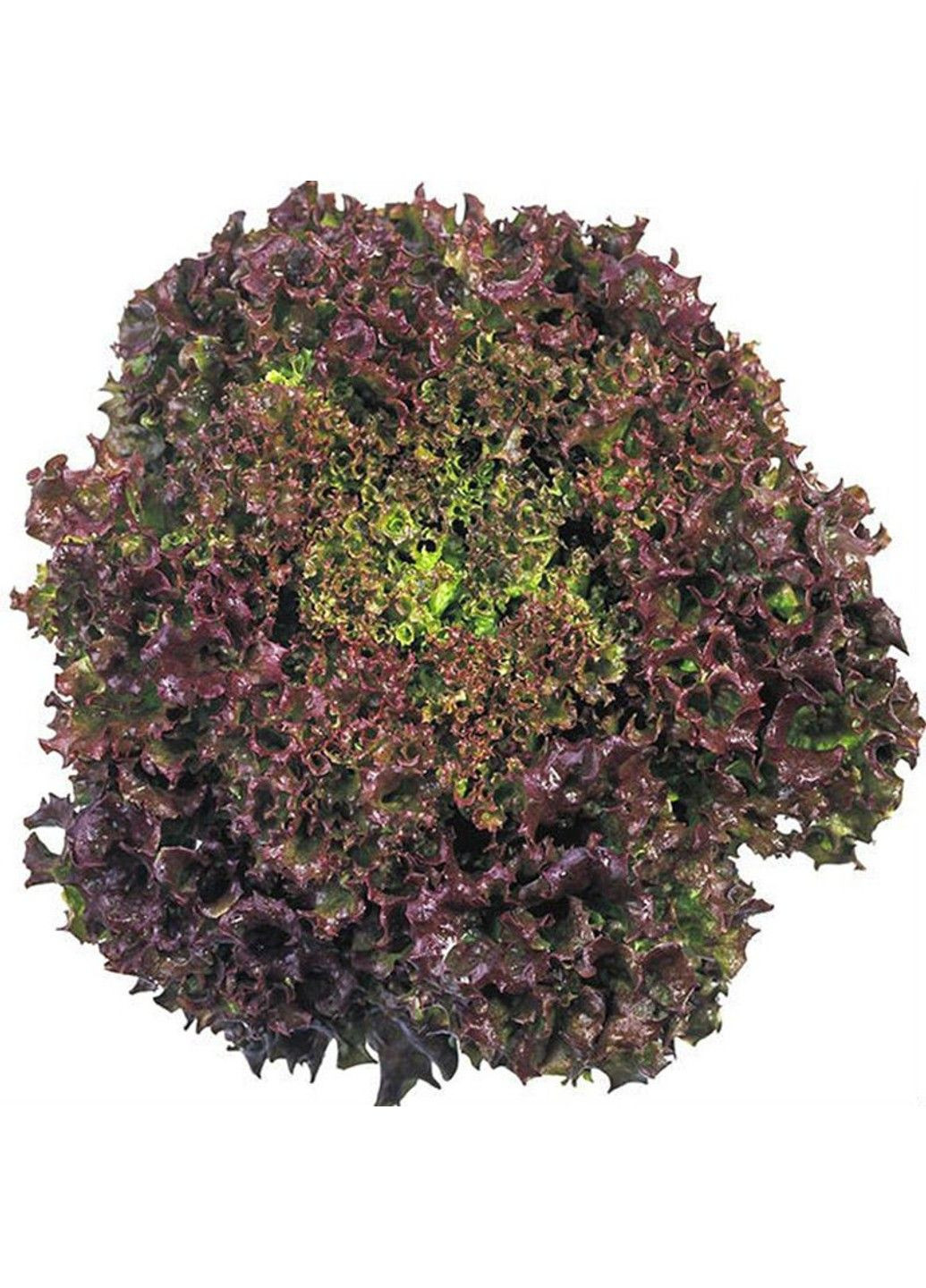 Семена салат Революция Nunhems (329432062)