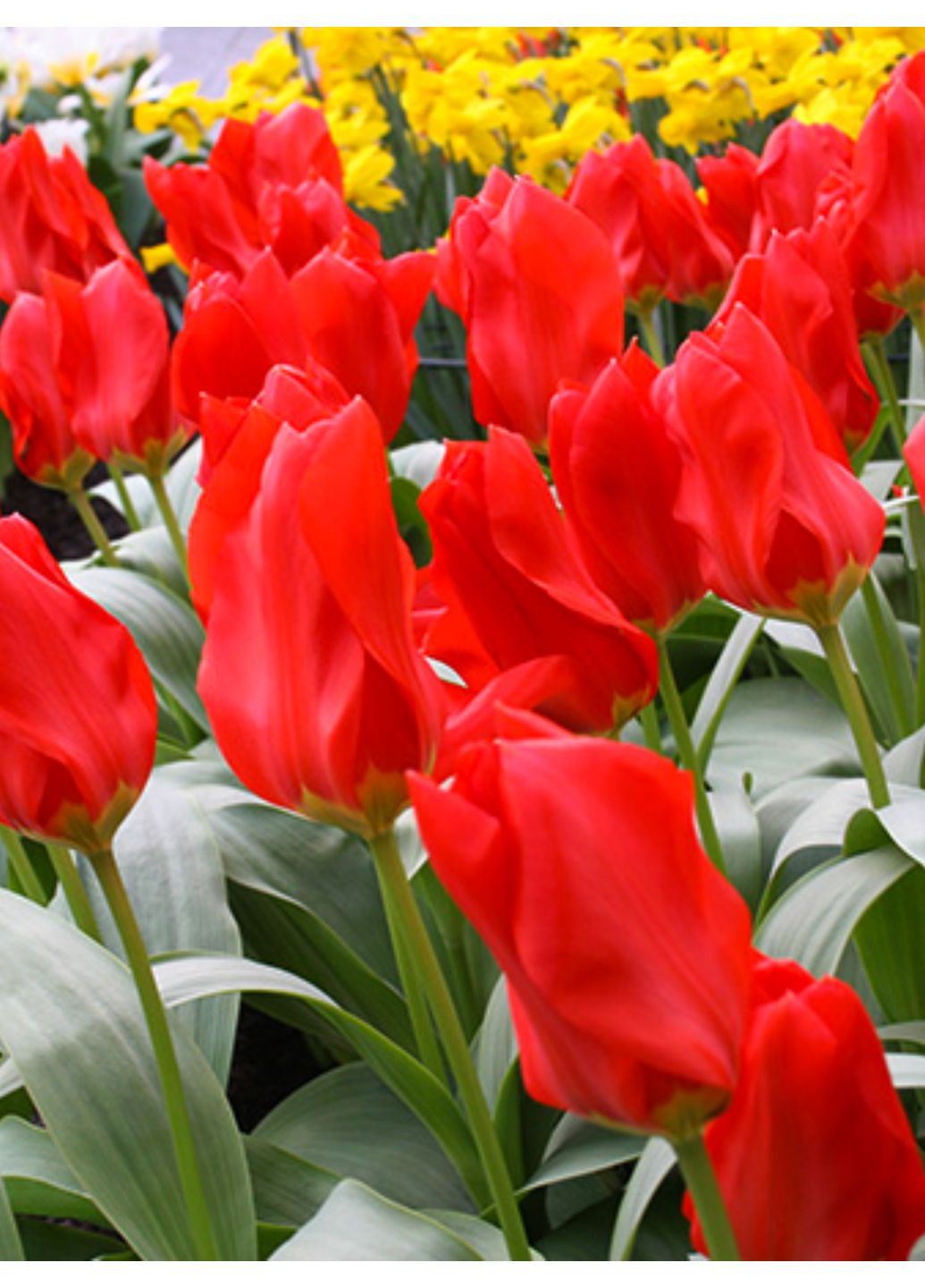 Тюльпан Elegant Madam (2 шт.) в упаковке) No Brand (364535833)