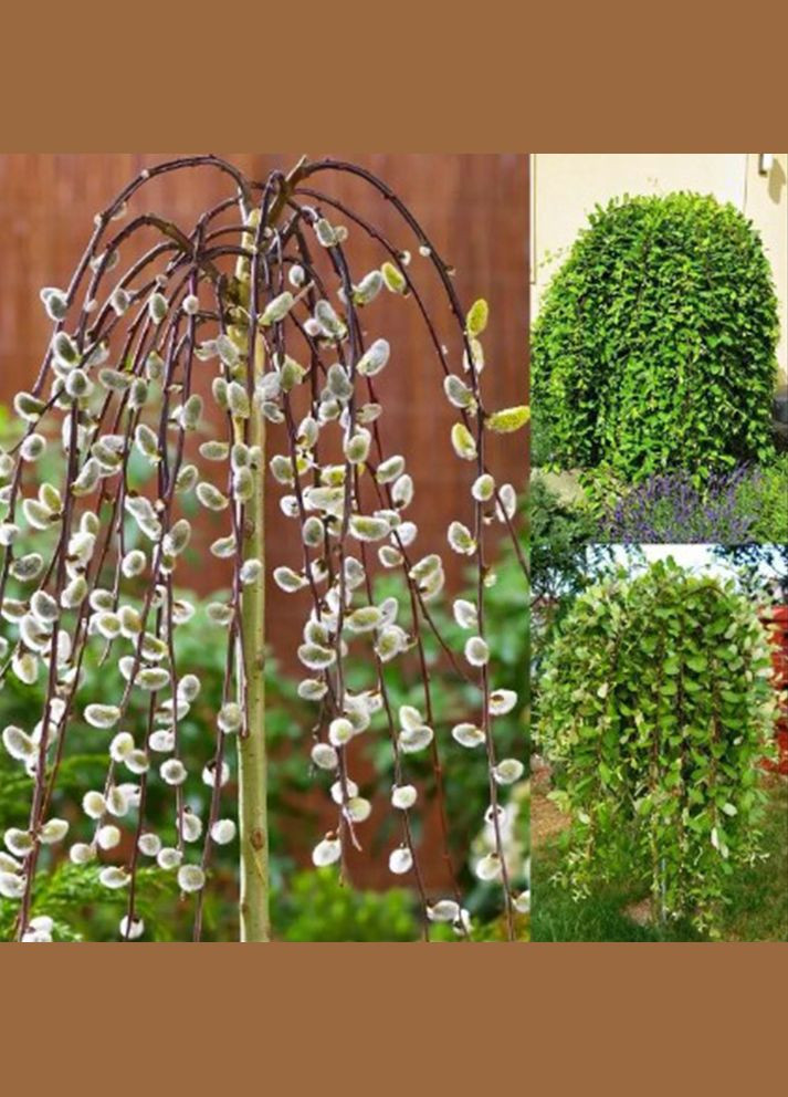 Саженцы плакучей ивы на штамбе Kilmarrnoc Садовий-Розмай (301219986)