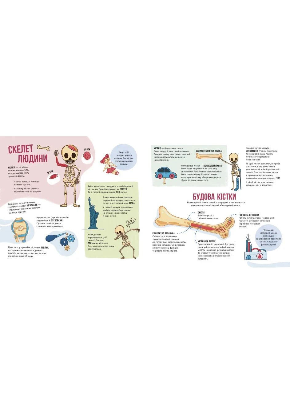 Скелеты и кости. Энциклопедия с окошками РАНОК (370073474)