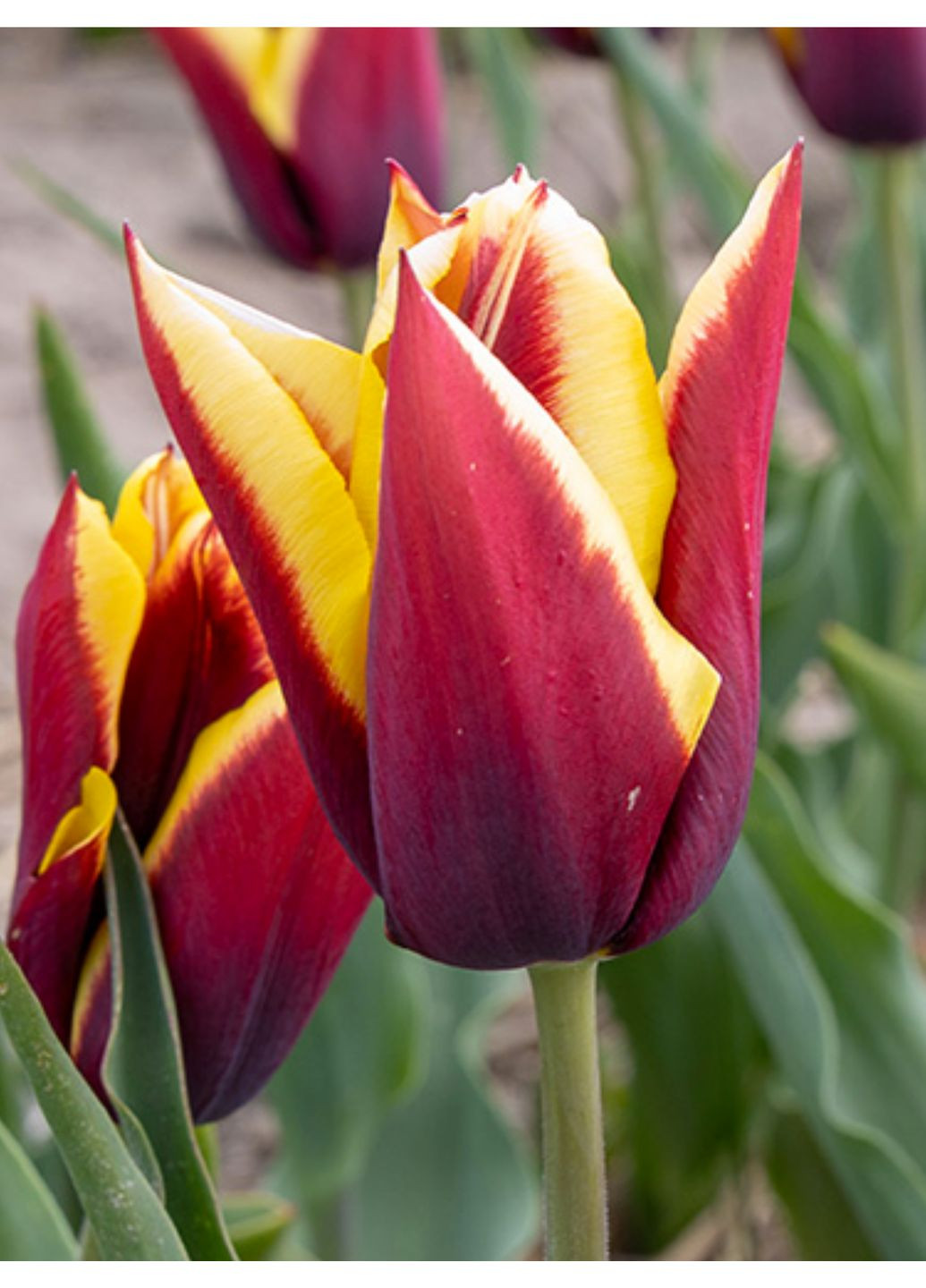 Тюльпан Gavota (2 шт.) в упаковке) No Brand (364535427)