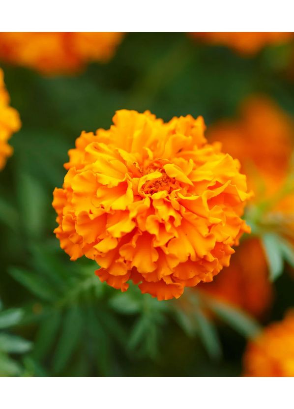 Бархатцы Гавайи 0,5 г. GL Seeds (364654731)