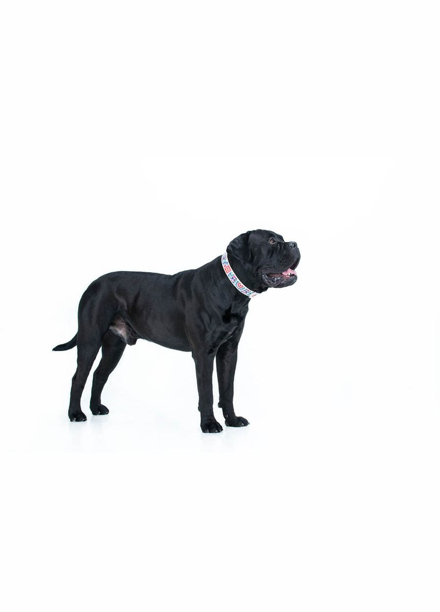 Нашийник WAUDOG (333706294)