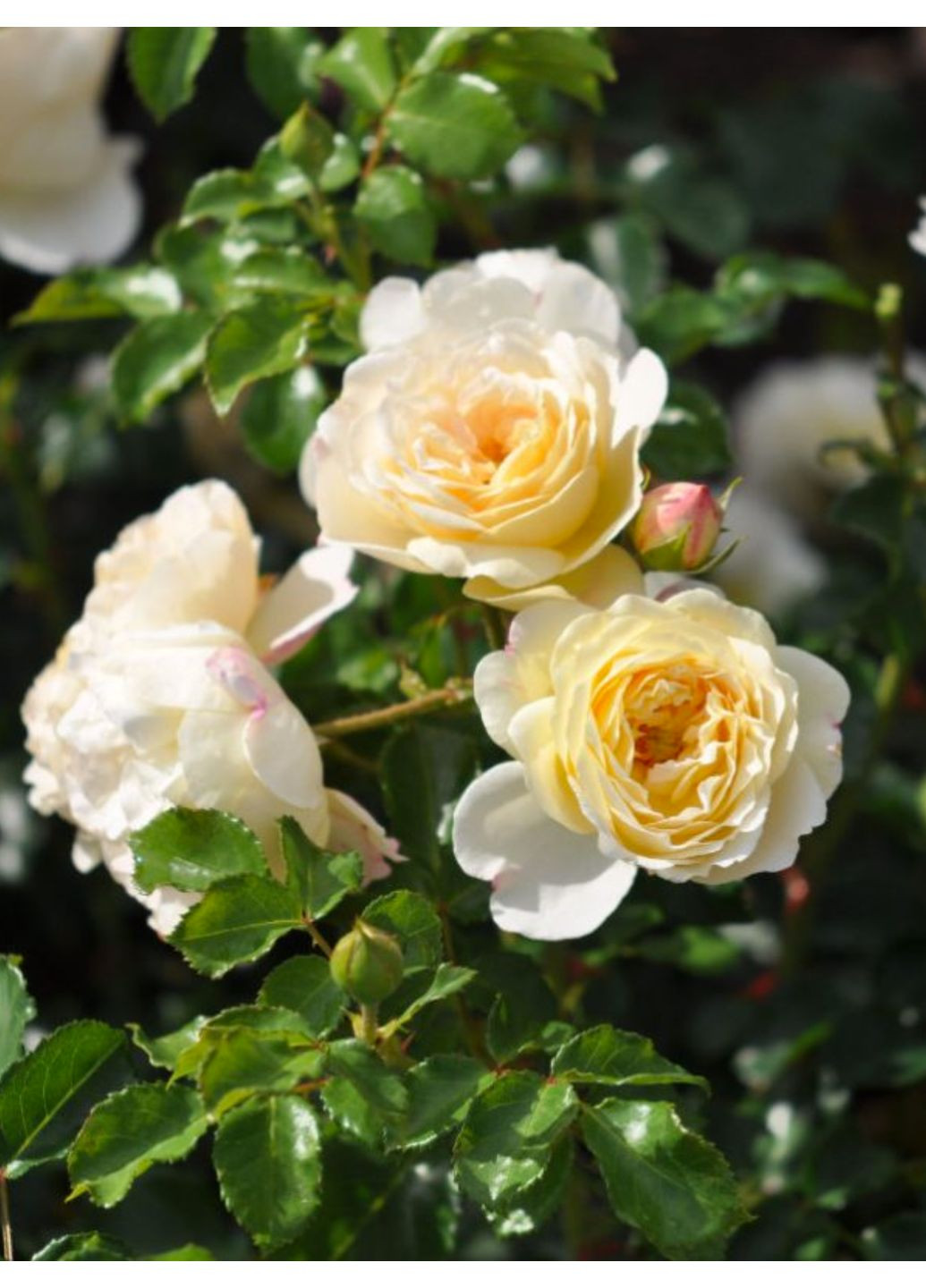 Троянда флорібунда Lemon Vaza АА+ No Brand (364535388)