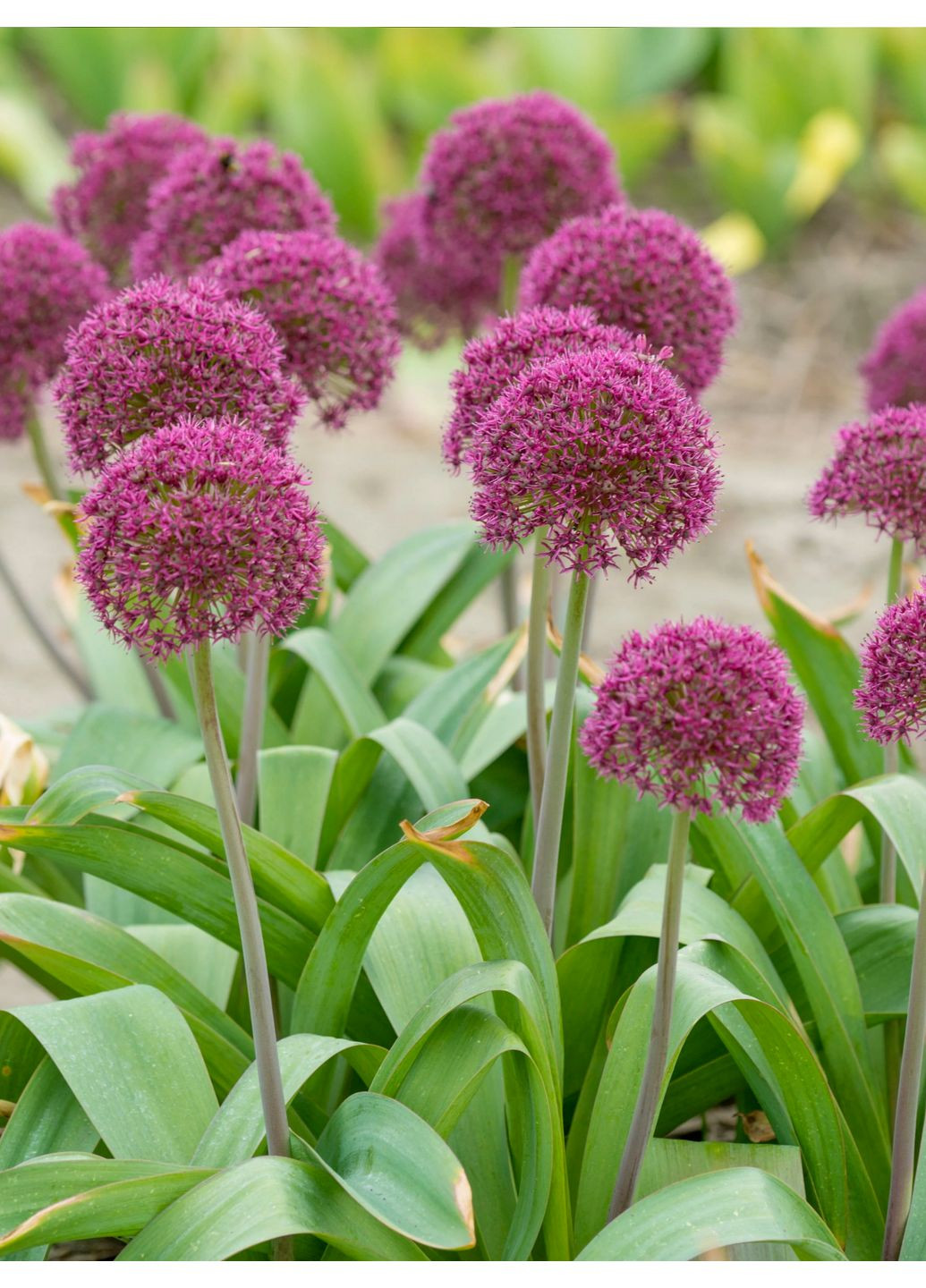 Аллиум Остара (1 шт.) в упаковке) No Brand (365806763)