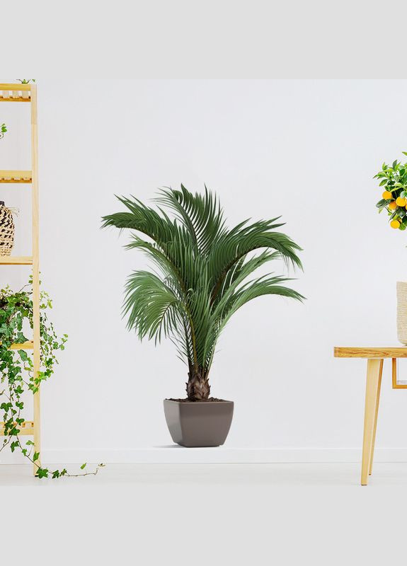 Вінілові наклейки на стіну Великий вазон ( лист 40 х 60 см) Б169-8 BRUP (307173480)