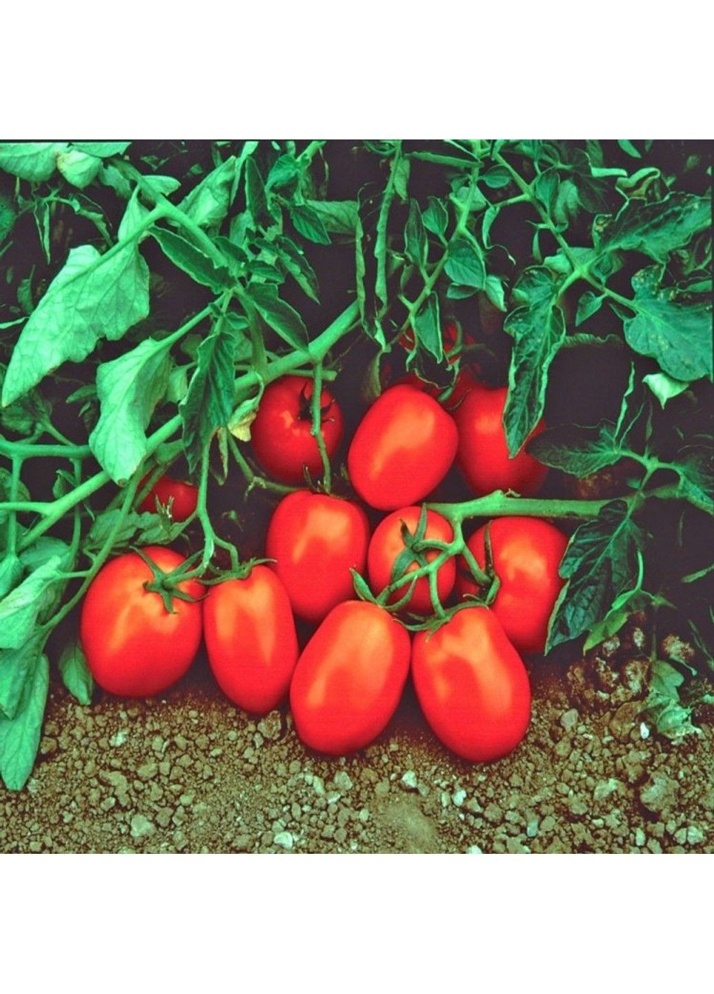 Насіння томата Чіблі F1 Syngenta (331900646)