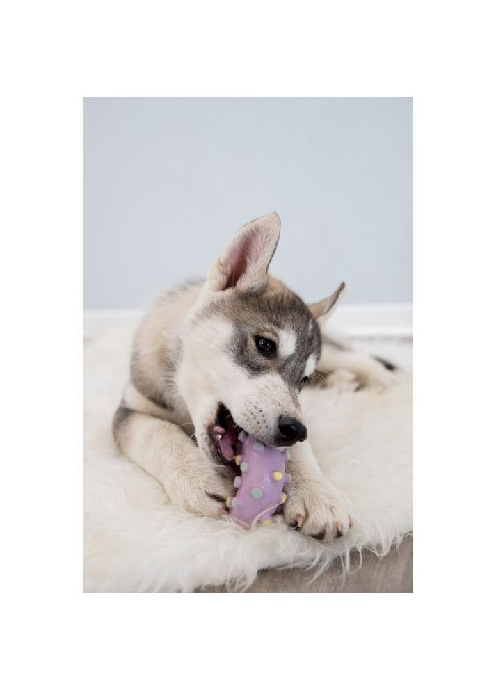 Игрушка Кольцо игольчатое для собак, d:8 см (латекс) Trixie (362702280)