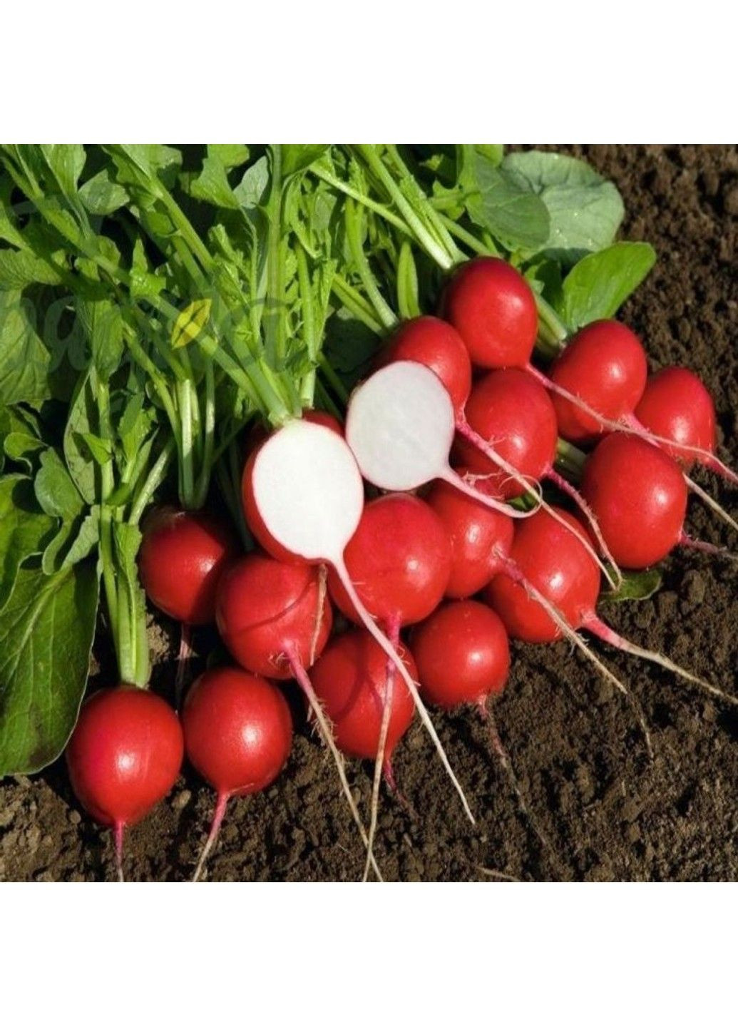 Насіння редиски Ровер F1 Bejo Zaden (333035957)
