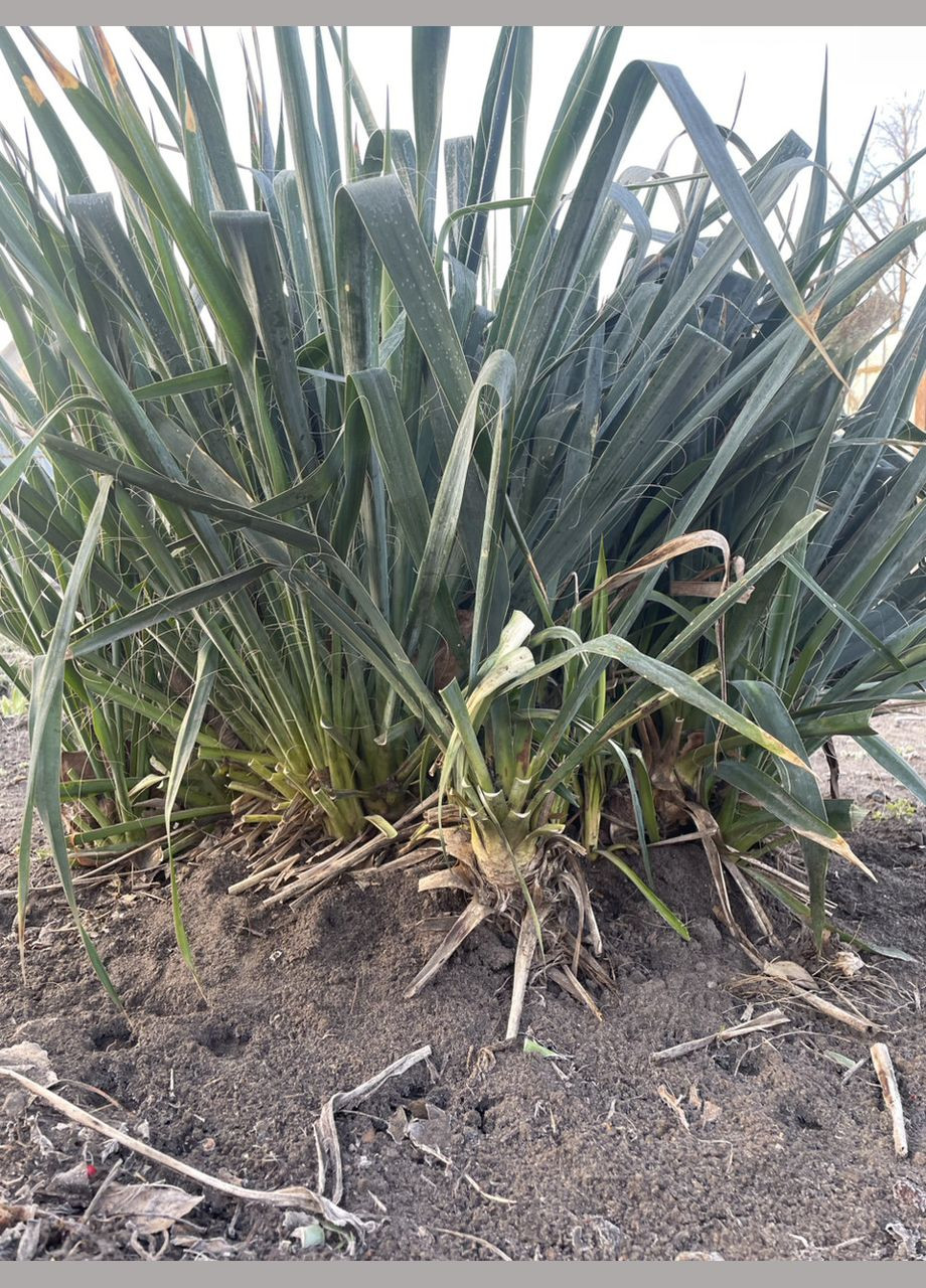 Річний саджанець Юки, багаторічна, квітуча рослина, без шкідливих звичок, ціна за 1 кущик, від 30 см No Brand (342374052)