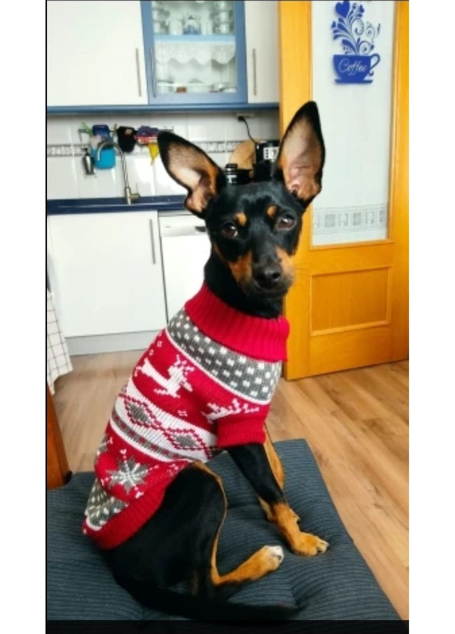 Светр новорічний для котів та невеликих собак довжина 25 см Розмір M A.G. (299770222)