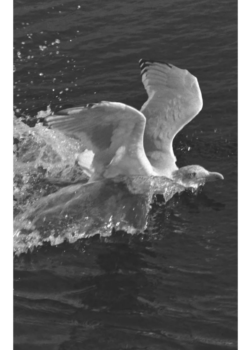 Джонатан Лівінгстон, мартин Stone Publishing (370135206)