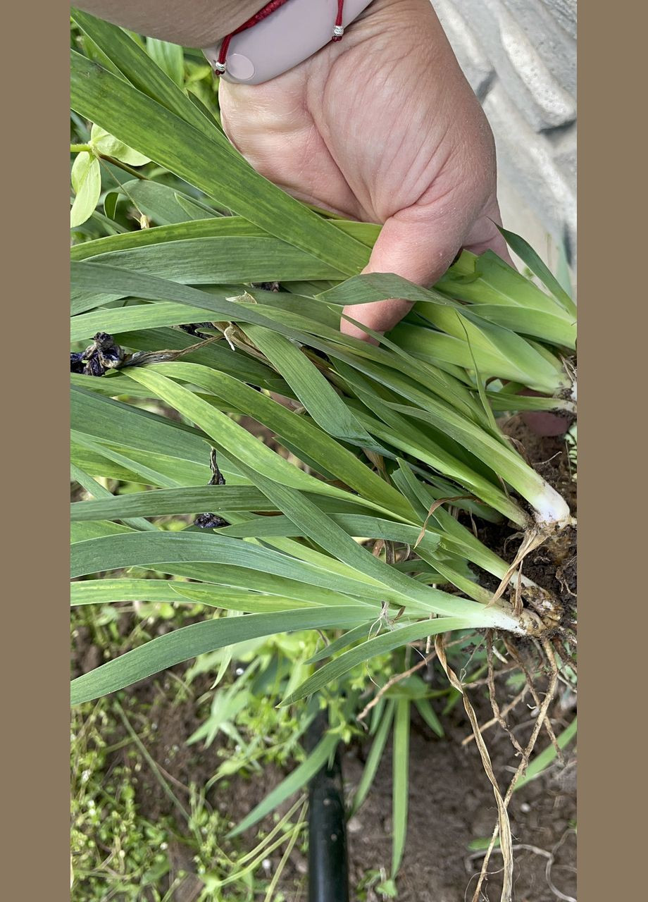 Розсада,саджанці, Ірис,, ціна за 1 шт No Brand (350354841)