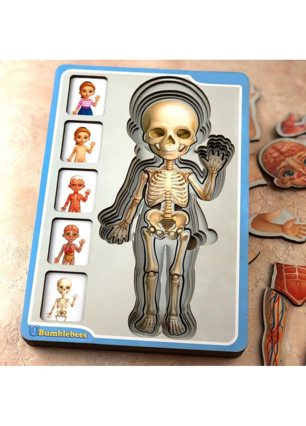 Деревянный пазл-вкладыш "Анатомия человека – девочка" строение тела 1,5х16х23 см Ubumblebees (279315838)