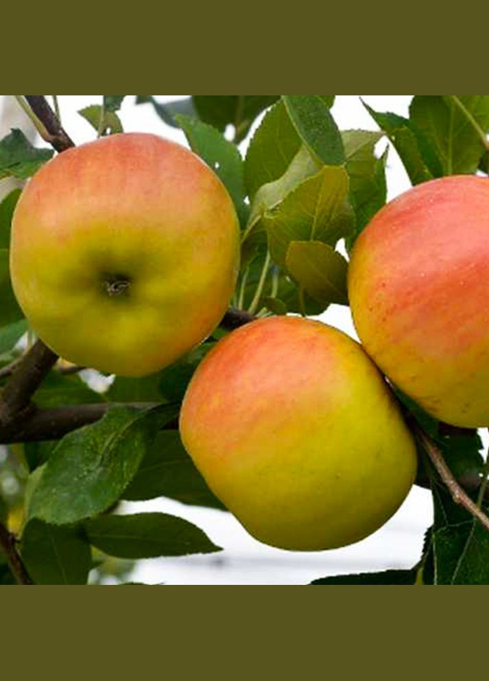 Саджанці яблуні Опал - 1-річний Садовий-Розмай (301220380)