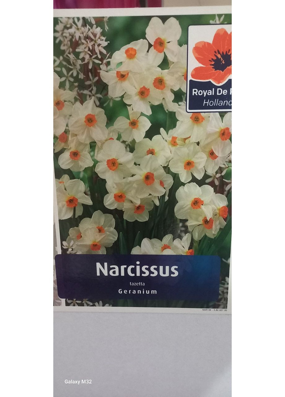 Луковицы нарцисса Geranium (упаковка 5 шт) Нидерланды Jan de Wit en Zonen B. V. (372667766)
