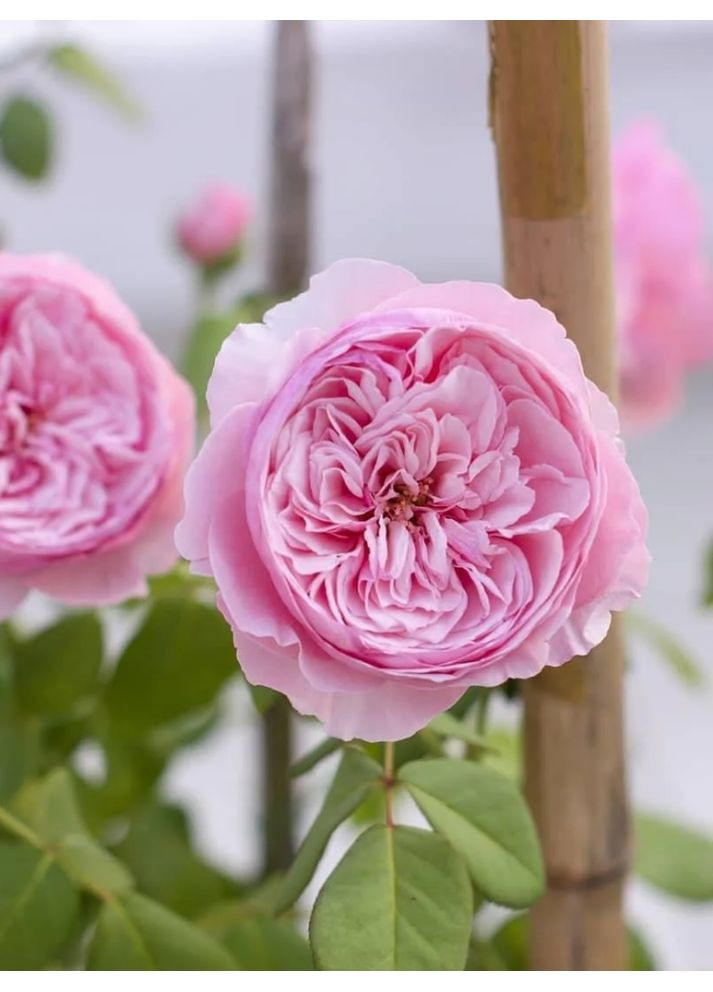 Троянда англійська Сarey No Brand (364535251)