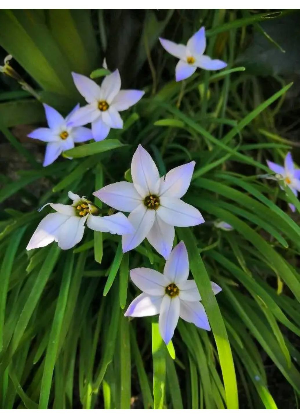 Іфейон Uniflorum (5 шт. в упаковці) Ayris (364534922)