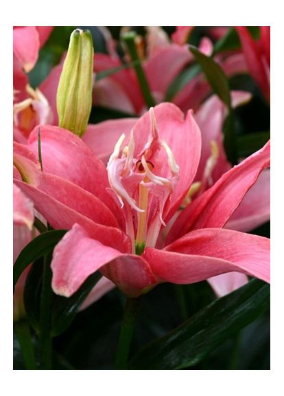 Лилия Double Lady (12/14) No Brand (364534687)