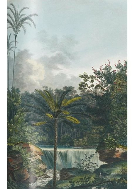 Книга Martius. The Book of Palms. 45th Ed. (9783836587815) Taschen (364656200)