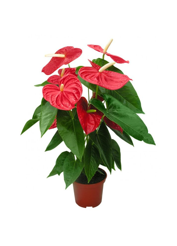 Грунт Преміум для Квітучих (з кокосовим волокном) 5 л КВІТКА (307165477)