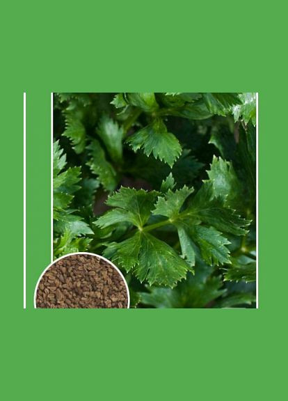 Насіння зелені Селера Емна 0.3г No Brand (364316330)