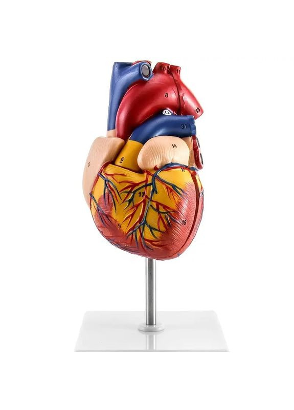 Анатомічна модель людського серця, у реальному масштабі 1:1, розбірна модель серця 3D No Brand (365721385)