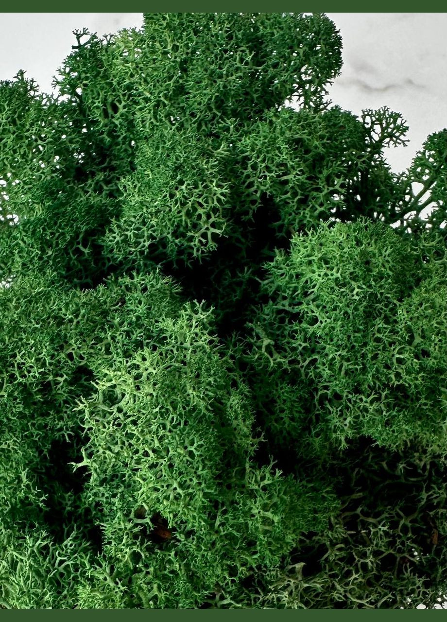 Стабілізований Норвезький Мох (Ягель) 100 г – Grass Green No Brand (302520166)