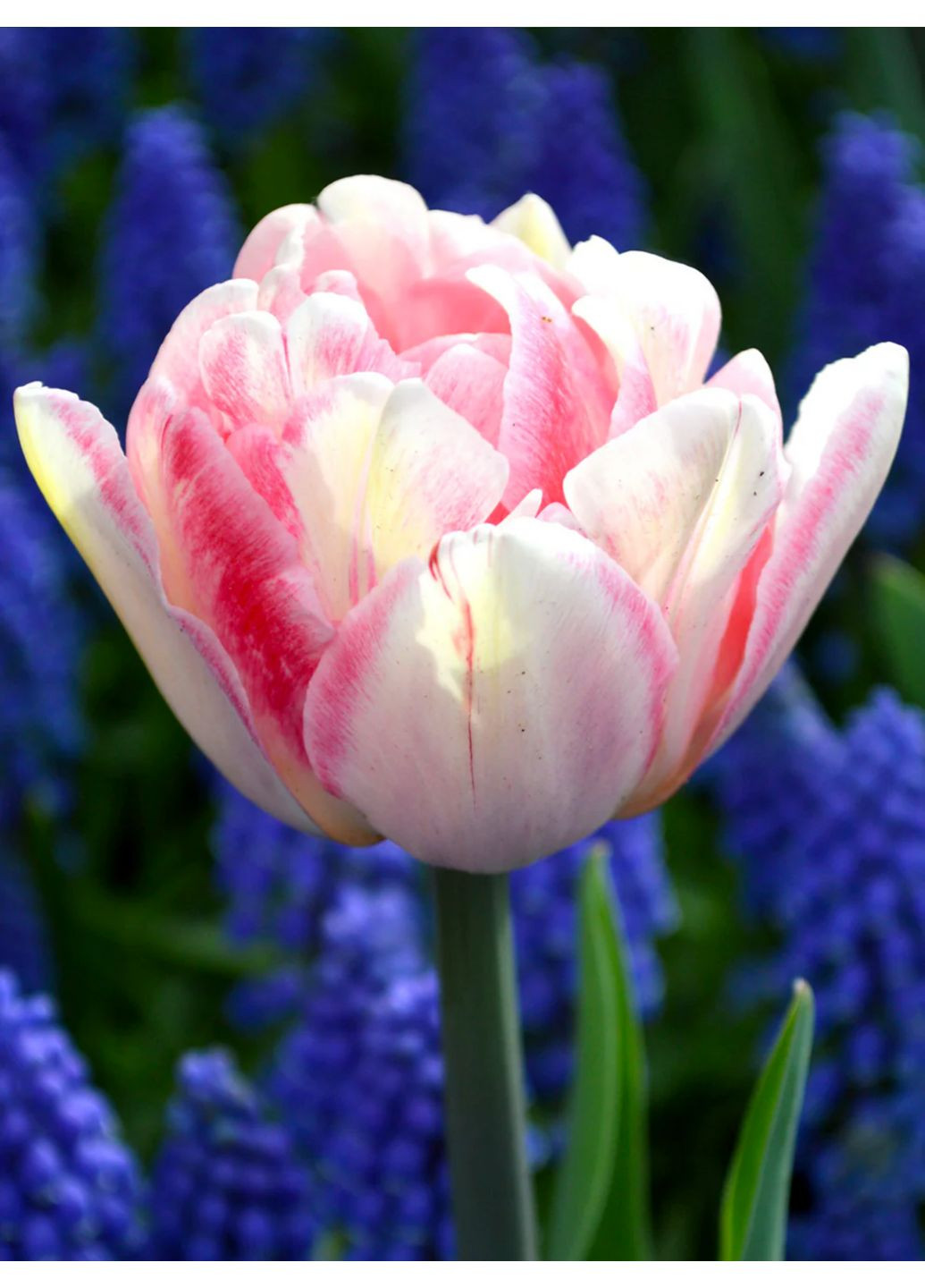 Тюльпан Foxtrot (2 шт. в упаковці) No Brand (364535293)