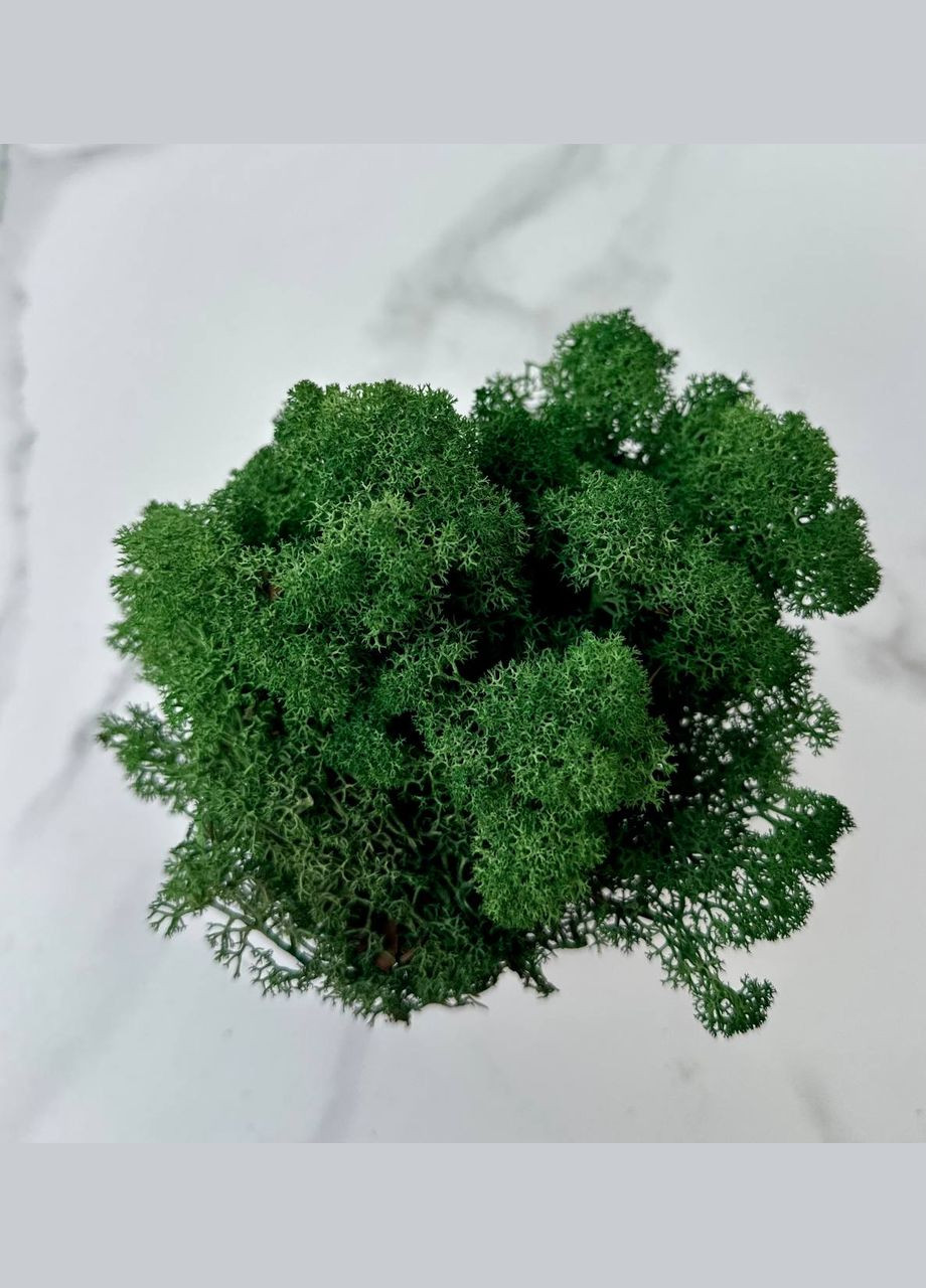 Стабілізований Норвезький Мох (Ягель) 500 г – Grass Green No Brand (302520157)