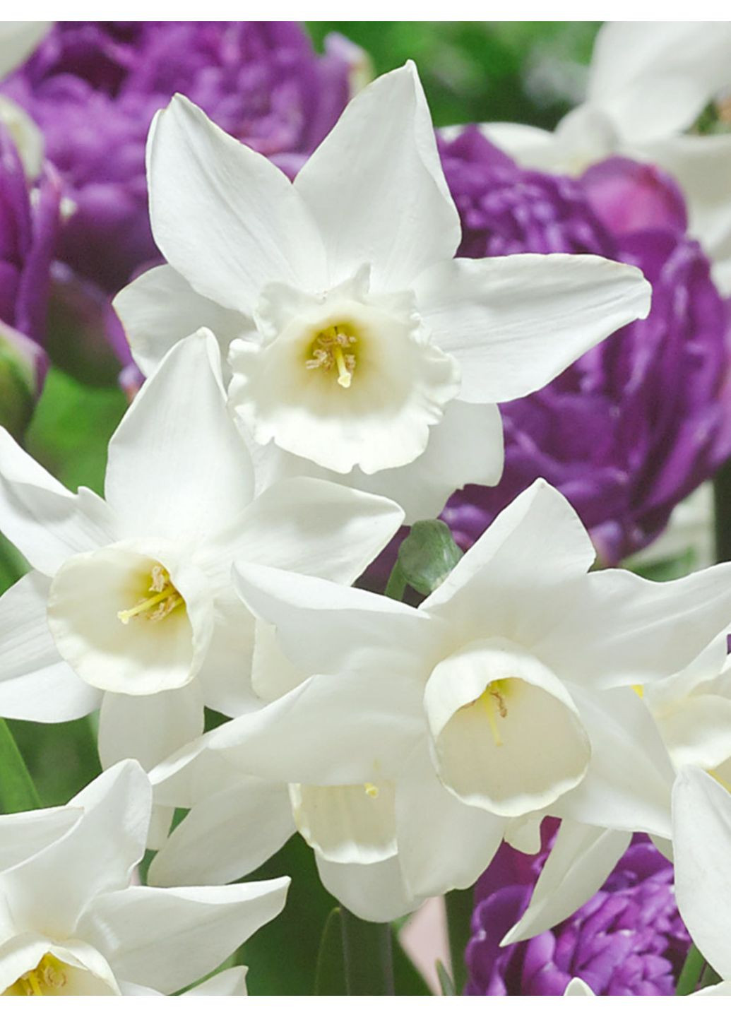 Нарцисс Starlight Sensation (2 шт.) в упаковке) No Brand (366017775)