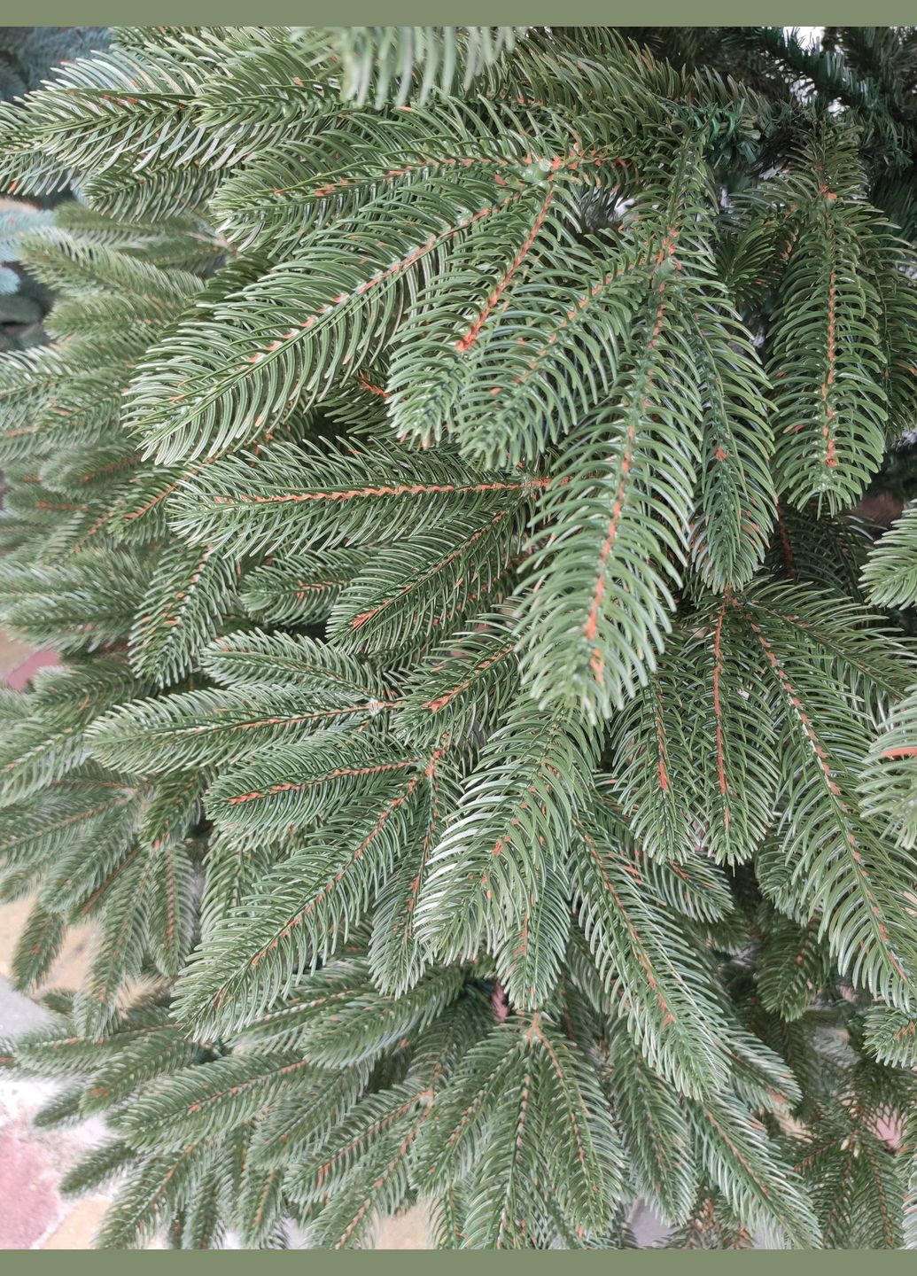 Ялинка лита "Преміум" — 180 см No Brand (307827520)