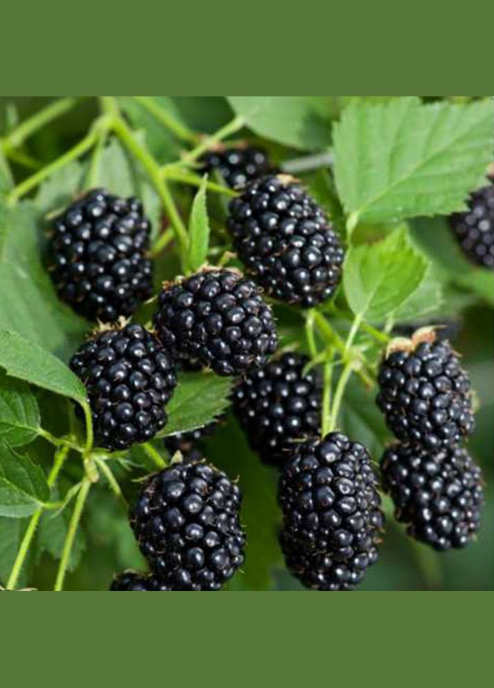 Саджанці ожини Рубен - 1-річний Садовий-Розмай (301220065)