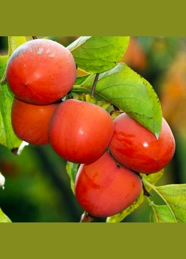 Саженцы хурмы Никитская Бордовая - 2-летний Садовий-Розмай (301220793)