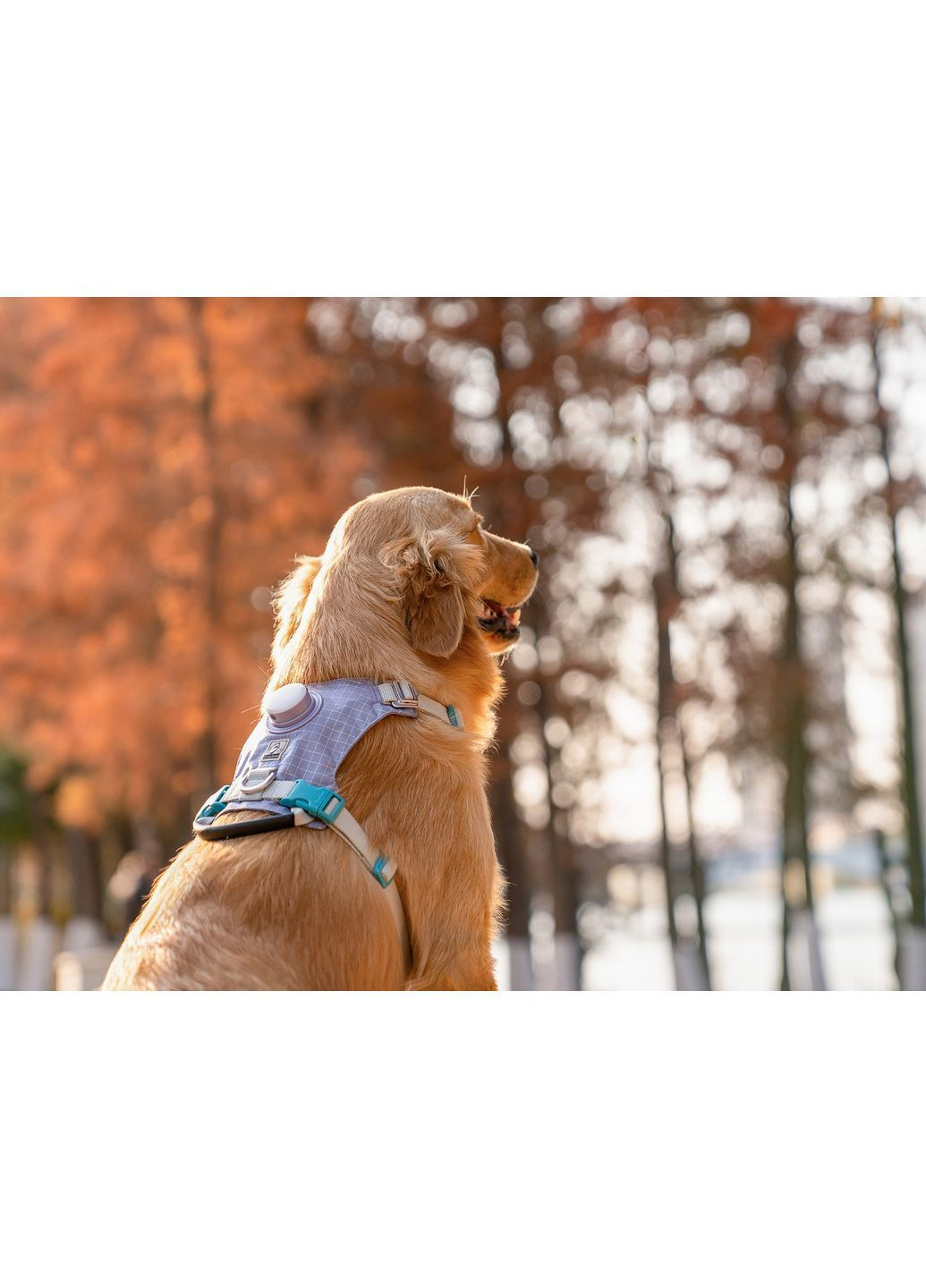 Шлея для собак TLH6771 з LED-підсвіткою та тримачем для GPS-трекера Фіолетовий, S Truelove (373444089)