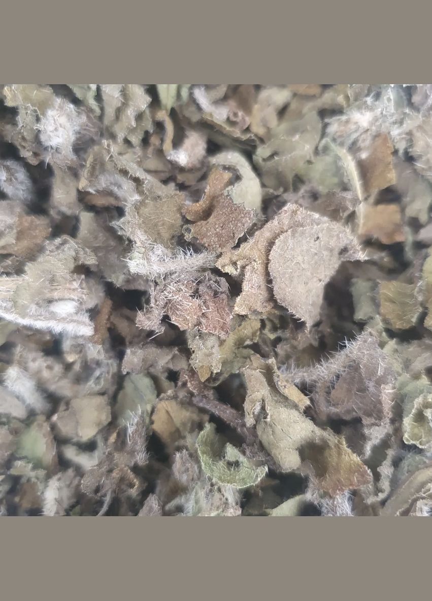 100 г огірочник/бораго трава сушена (Свіжий урожай) лат. Borágo No Brand (330143437)