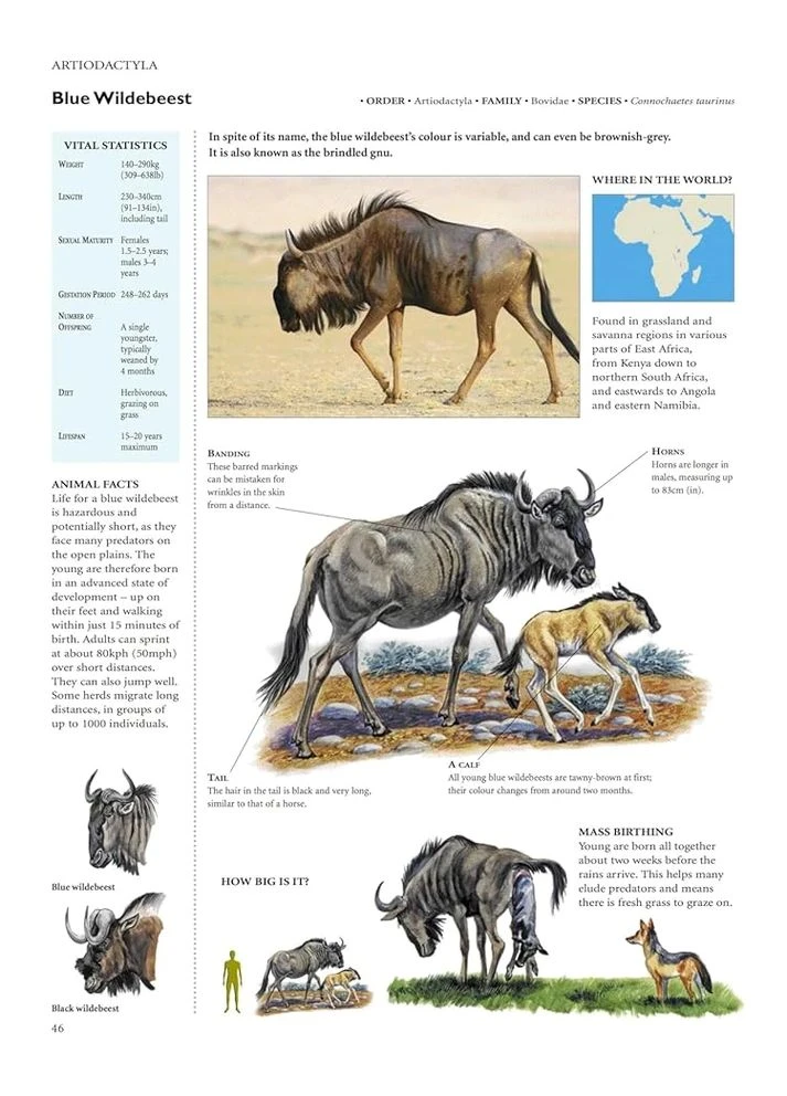 Encyclopedia of Animals Amber Books (372577174)