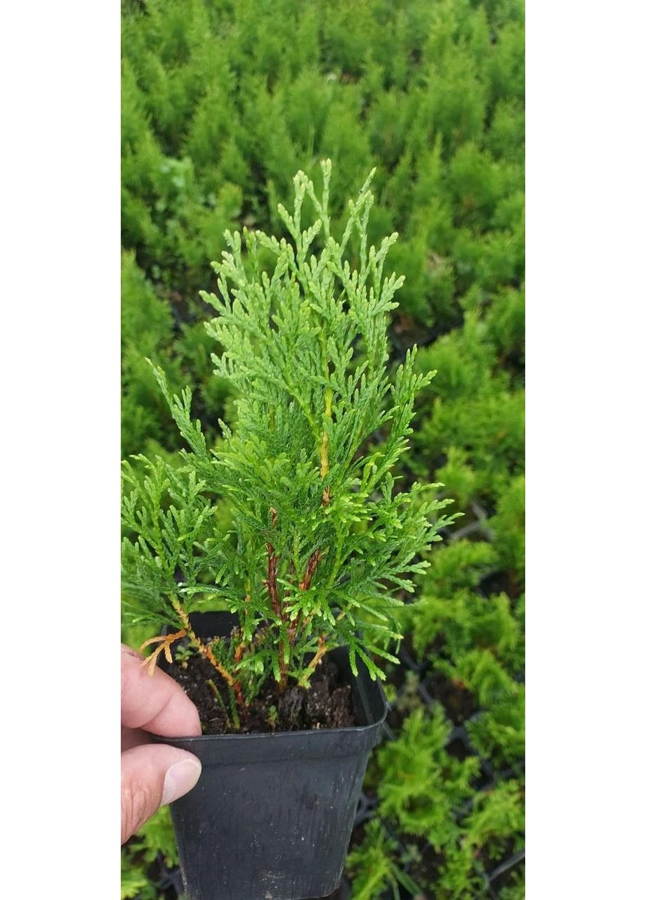 Туя Смарагд в Р9 горшок Green Trees (397401487)