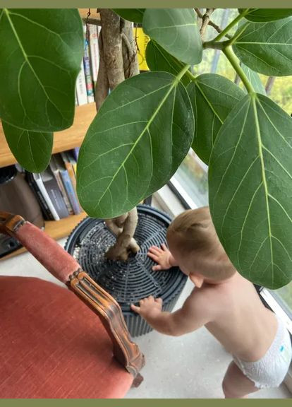 Комплект 2 шт Захит діаметр 19 см для рослин квітів від котів і дітей – регульований бар’єр для вазонів No Brand (338379126)