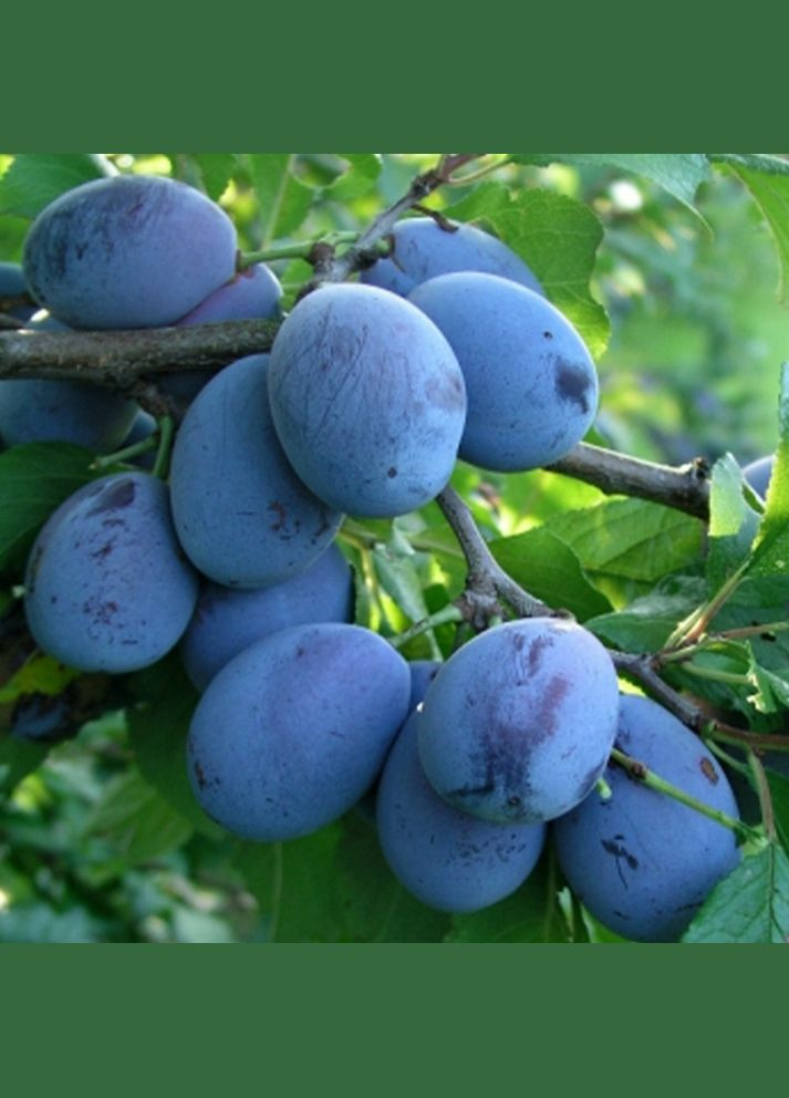 Саженцы сливы Елена - 1-летний Садовий-Розмай (301220581)