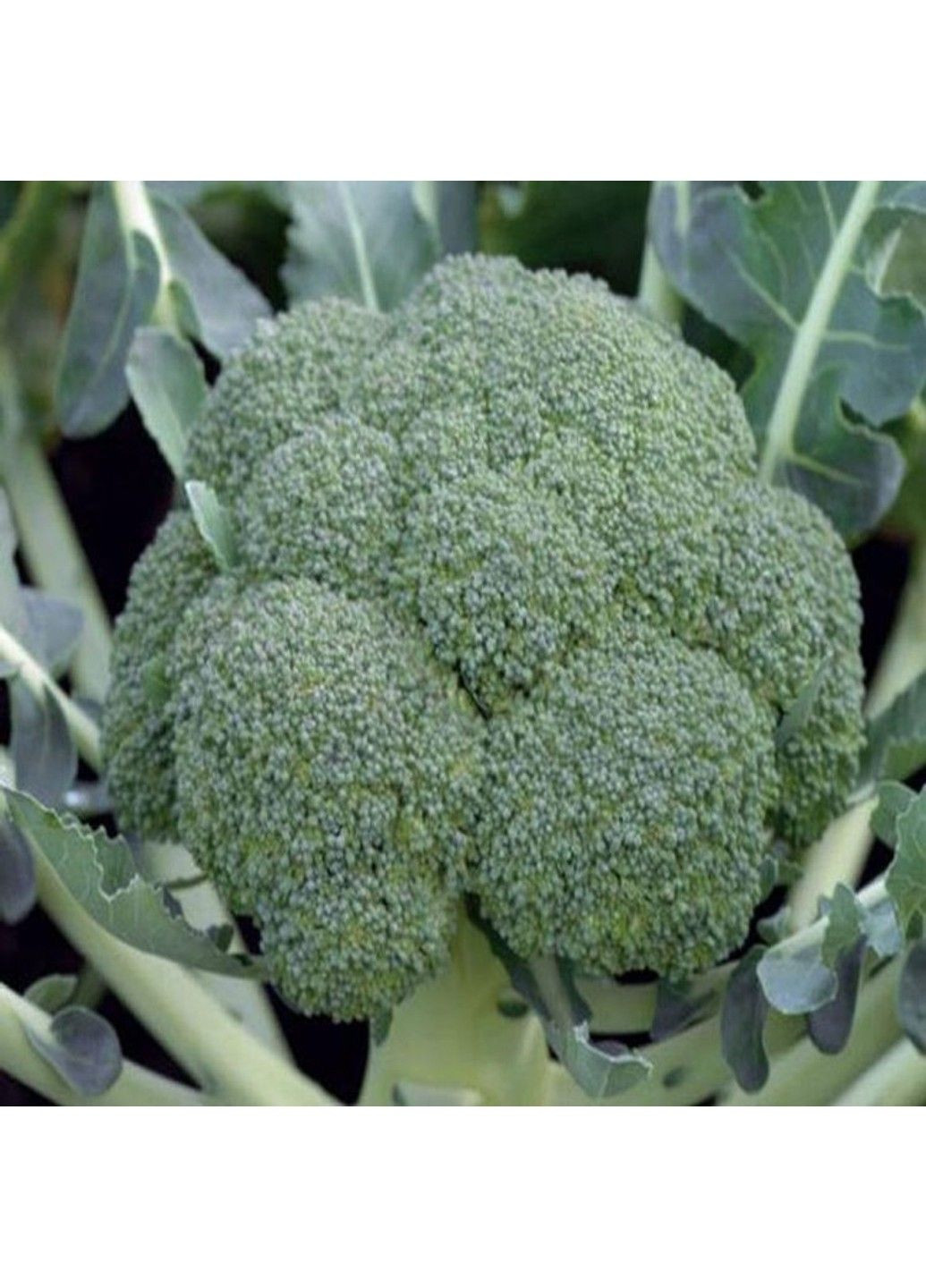 Семена капусты брокколи Монако F1 Syngenta (331900614)