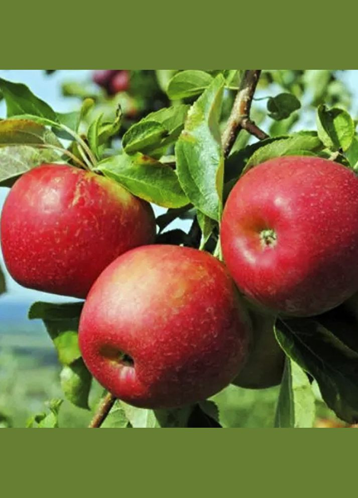 Саджанці яблуні Джонаголд - 1-річний Садовий-Розмай (301220734)